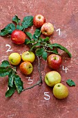 Fünf verschiedene Apfelsorten (1 Royal Gala, 2 Evelina, 3 Cox Orange, 4 Braeburn, 5 Jonagold)