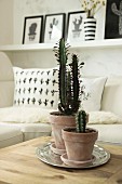 Cacti in terracotta pots in front of cactus-patterned cushion