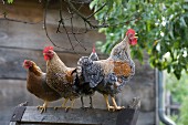 Nebeneinander stehende Hühner mit krähendem Hahn auf Holzgestell in bäuerlichem Ambiente