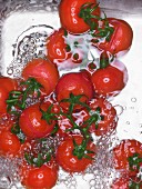 Tomatoes in a sink