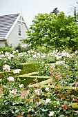Rosenstöcke innerhalb geschnittener Hecken in angelegtem Garten