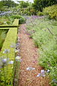 Kiesweg neben formgeschnittenen Hecken in blühendem Garten