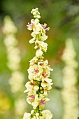 Gelb blühende Königskerze (Verbascum)