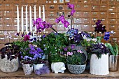 Arrangement of various potted plants flowering in shades of purple and pink