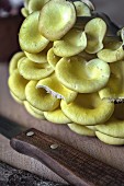 Fresh golden oyster mushrooms with a knife