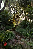 Steintreppe in tropischem Garten mit japanischem Sagopalmfarn (Cycas revoluta)