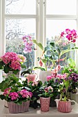 Various spring flowers in shades of pink on windowsill