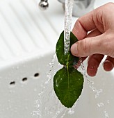 Kaffir lime leaves being washed