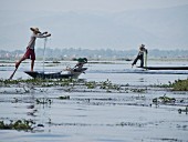 Fischer werfen ihre Netze aus im Inle See, Shan State, Myanmar (Burma), Asien