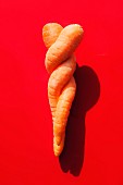 Ineinander verschlungene Karotten