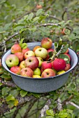 Viele frisch geerntete Bio-Äpfel von der Streuobstwiese in einer grauen Emailleschüssel auf den Ästen eines Apfelbaums