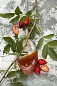 Homemade rose hip jelly on a vintage spoon with fresh rose hips on a sprig