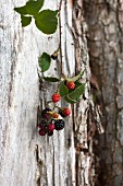 Sprig of blackberries hanging on trunk of old tree