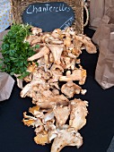Chanterelle mushrooms at a farmers market