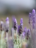 Lavender Blooming Outdoors