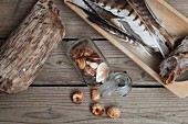 Sill-life arrangement of collected natural materials on rustic wooden surface