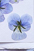 Getrocknete blaue Stiefmütterchenblüten (Nahaufnahme)