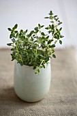 Fresh thyme in a vase