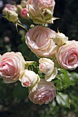 Delicate pink 'Summer Memories' roses (English breed)