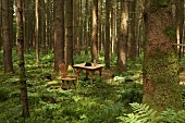 Schlichter Sitzplatz, bäuerlicher Tisch und Stuhl aus Holz auf Lichtung im Wald
