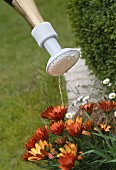 A watering can attachment for bottles for watering flowers