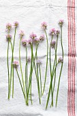Fresh chive flowers on a tea towel (seen from above)