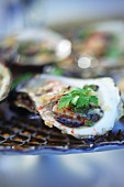 Oysters with herbs (close-up)