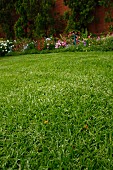 Dense lawn of Kikuyu grass in garden with blooming flowerbed in background
