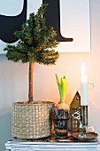 Wintry still-life arrangement of small Christmas tree in seagrass basket