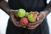Männerhände halten Äpfel