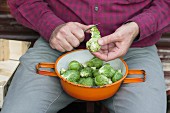A man peeling freshly harvested Brussels sprouts