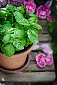 A basil plant and roses
