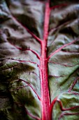 Red-stemmed chard leaf (leaf-vein)