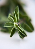 A fresh oregano sprig (close-up)