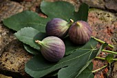Fresh figs on fig leaves