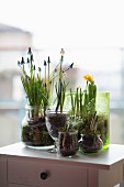 Crocuses, grape hyacinths, narcissus & spring snowflakes planted in decorative jars