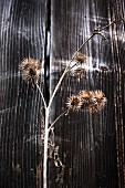 Dried spiky seedheads against weathered wooden wall outdoors