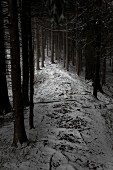 Waldweg mit Schnee bedeckt zwischen kahlen Fichtenstämmen