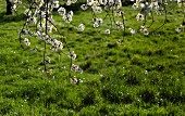 Branches of flowering wild cherry in spring meadow