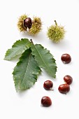 An arrangement of chestnuts