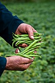A farmer holding freshly harvested green beans
