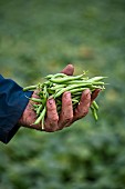 A farmer holding freshly harvested green beans