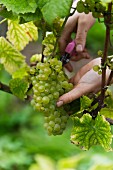 Grape harvest at the Franzen vineyard, Bremm, Rhineland Palatinate, Germany (type of grape: pinot blanc)