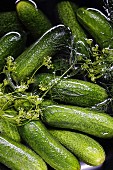 Fresh pickling cucumbers in salt water with dill flowers (preparation for making gherkins)