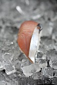 Nigiri sushi with tuna fish on ice