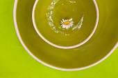 A daisy on a green ceramic plate