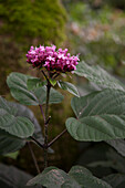 Pink flower spike of Clerodendrum bungei