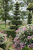 In Form geschnittene Eibe im herbstlichen Garten