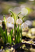 Snowdrops in garden