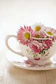 Daisies in floral teacup